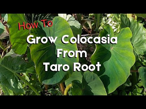 Grocery Store Taro Root: Can It Grow Into a Tropical Colocasia?