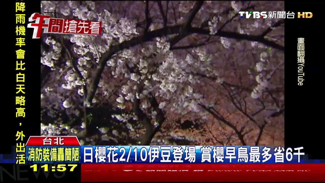 日櫻花2/10伊豆登場　賞櫻早鳥最多省6千