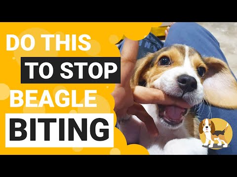 Beagle kutyások | nlc