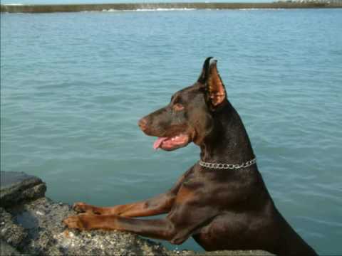 Dobermann