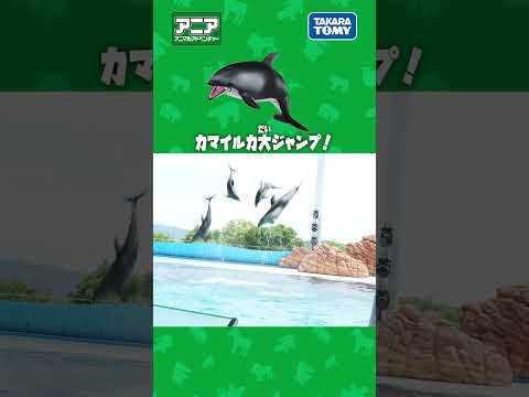カマイルカ大ジャンプ！　#アニア #アニア研究所 #タカラトミー #shorts #アドベンチャーワールド