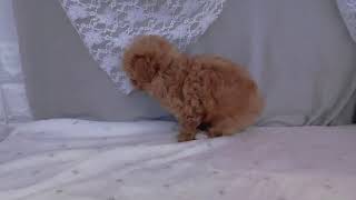 ハーフ犬の動画01