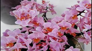 Pink flowers