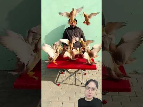 Các bé vịt trả ơn