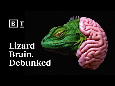 The Lizard Brain Debunked Myths About Emotions Debunked Neuroscience The Lizard Brain Debunked Myths About Emotions Debunked Neuroscience