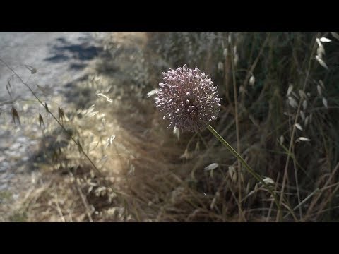 Il Borgo Fantasma di Toiano, Pisa - Cinematic Drone Video