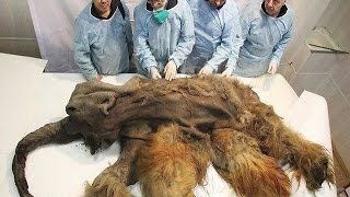 11 Most Well Perserved Animals