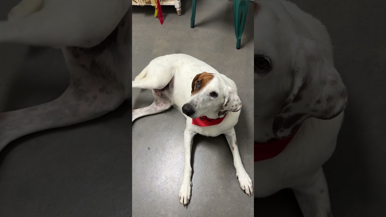 Enlarge Madra, a Adoptable mixed breed in Normal, IL video 6/6