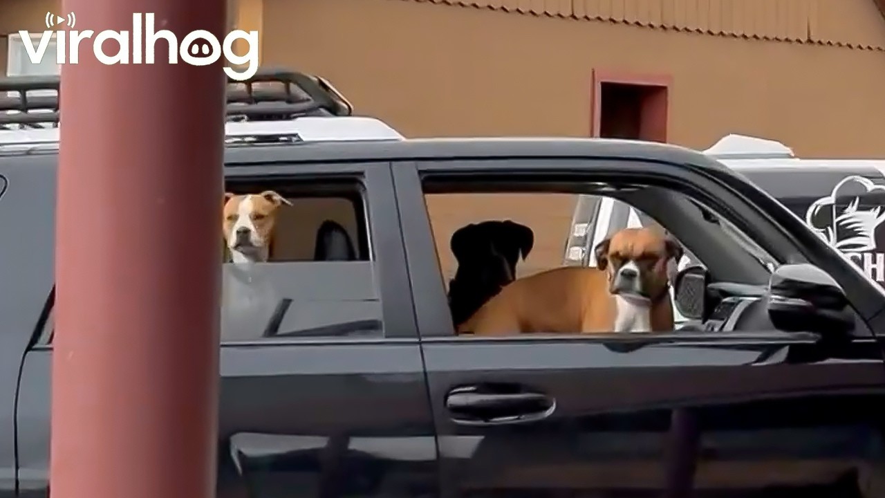 Boxer Dog Summons Restaurant Staff for Bacon || ViralHog