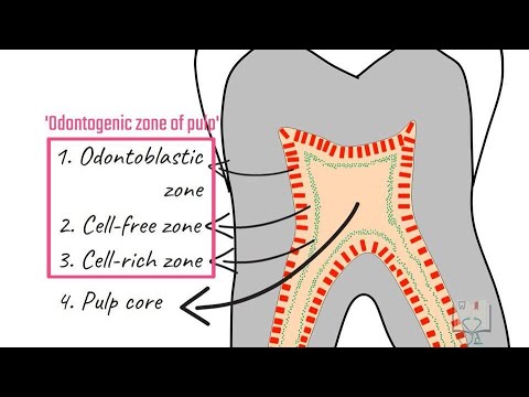 Zones of Pulp (Histology of Pulp)