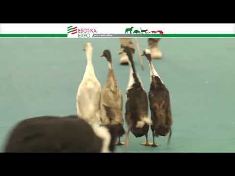 ESOTIKA MILANO LARIO FIERE ERBA 9 10 APRILE 2016