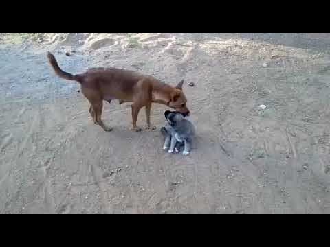 Dog mom vs dog son | innocent dogs | cute dogs | cute puppies | dogs videos | animals videos