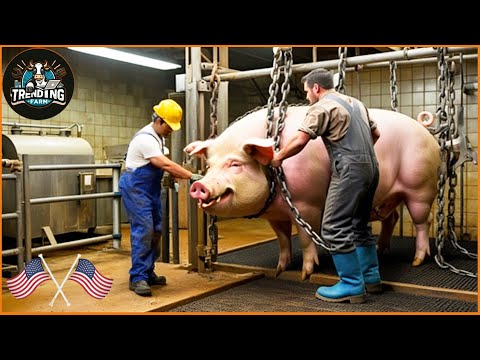 How Are Millions Of Pigs Raised Outdoors In The Us? - Pig Farm | Farming Documentary