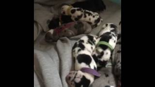 Video preview image #2 Great Dane Puppy For Sale in MASTIC BEACH, NY, USA