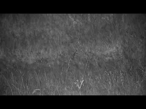 Djuma: Snake moving off-Southern African Python - 01:33 - 03/24/2023