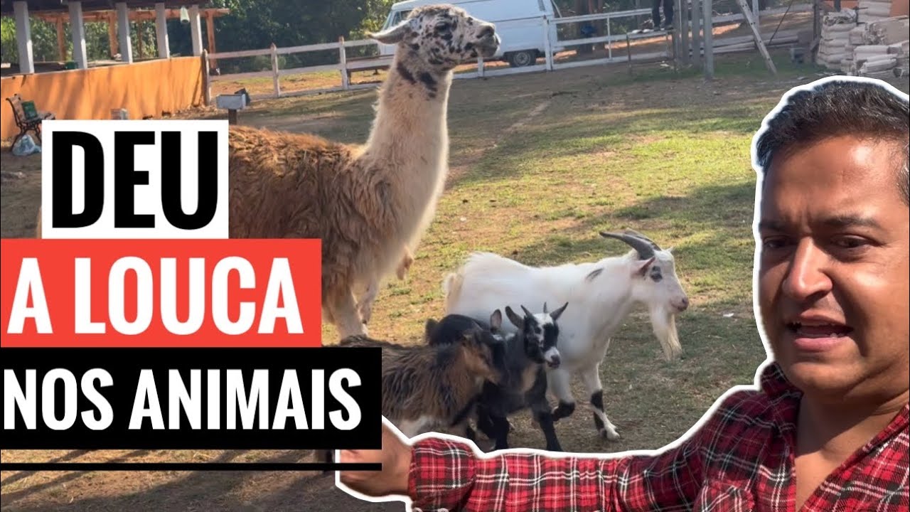 TERMINAMOS MAIS UMA ETAPA DO SÍTIO. ESTÁ QUASE PRONTO a VENDINHA.