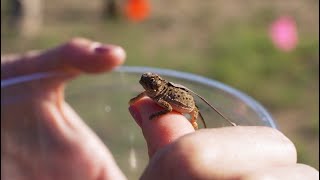 2022 Texas Horned Lizard Release