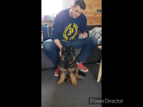 Roczek Kobe Pabianek "Taurus z Krainy Tura"