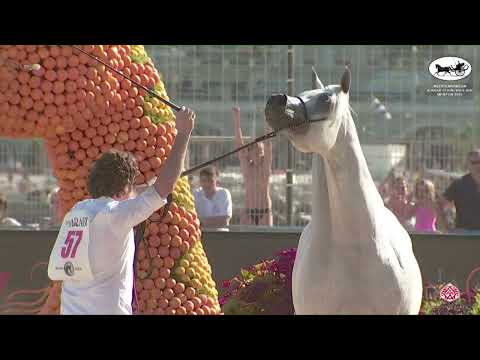 N 57 WIDAD AL WADEE   Mediterranean and Arab Countries AHC   Menton 2022   Mares 4 7 Years Old Class