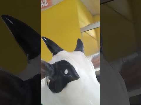 Thalia Lopes. #thalialopes #minasgerais #fervedouro #fervedouromg #bois #cavalo