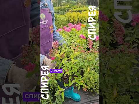 фото декоративные кустарники. черенки 2 руб, саженцы от 20 руб. спирея, барбарис, рододендрон и др. 0