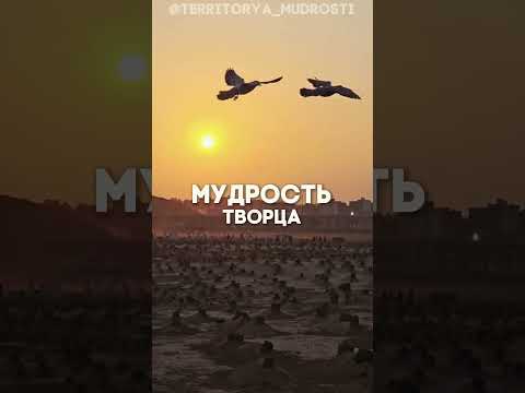 Кто такие Ваххабиты
