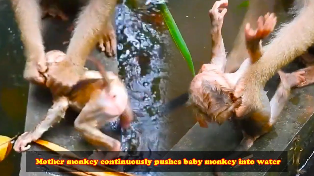 Mother monkey Libby keeps pushing her son Leo into the pool