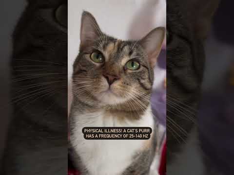 A Cat's Purr Has Healing Powers! | @cashmere.mittens.cat