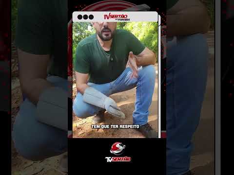 Mito ou Verdade? Biólogo explica se a cobra-coral-verdadeira pica pela cauda