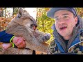Hunting Mountain Lion In NASTY Terrain