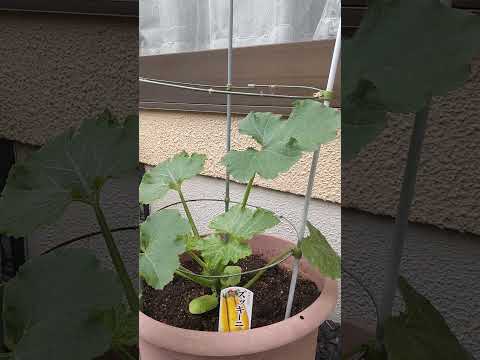 ズッキーニの隣に置いてはいけない野菜は何ですか?彼らは彼らの成長にどのような影響を与えるのでしょうか？  庭園