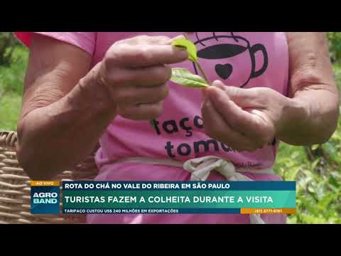 Rota do chá no Vale do Ribeira em São Paulo: turistas fazem colheita durante a visita