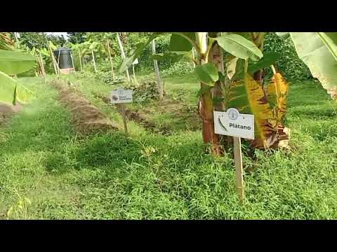 Economía Campesina Familiar y Comunitaria - Vereda el Aguacate en Guaranda, Sucre.