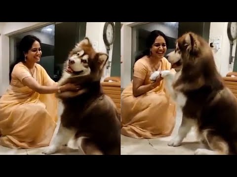 Singer Sunitha Cute Video With A Dog | Manastars