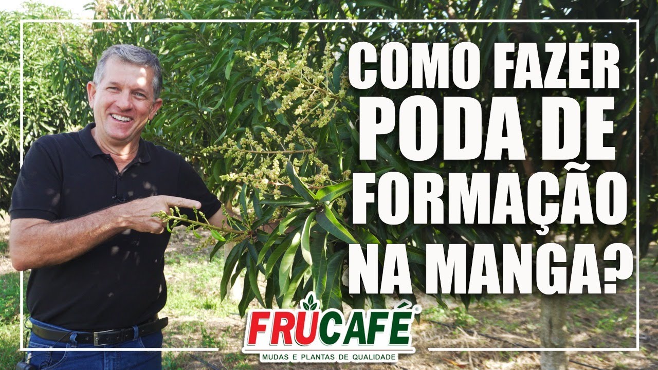 Como Fazer Poda de Formação Inicial na Mangueira (Manga)?