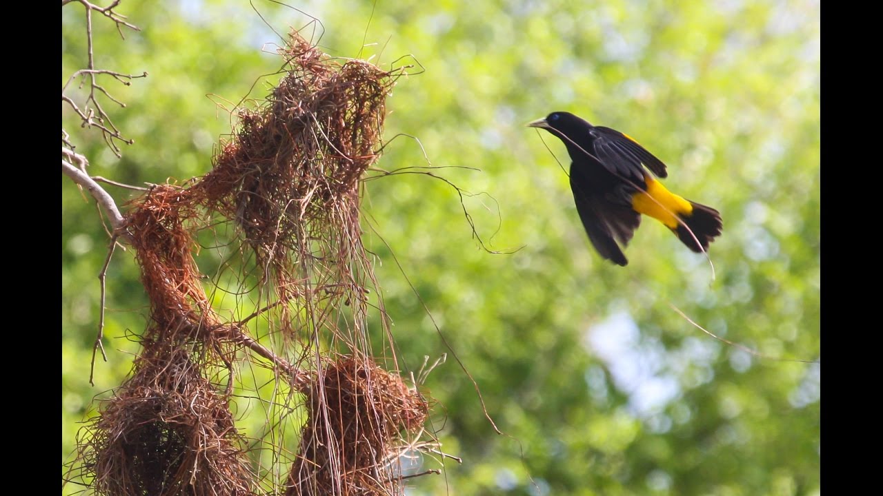Animal Architects:  Structures That Shelter, House, and Feed Animals