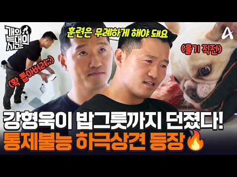 살면서 져본 적이 없는 서열 1위 프렌치 불독!💥 그러나 강형욱의 초강수 솔루션으로 멘붕 상태에 빠지는데?!ㅣ개와 늑대의 시간
