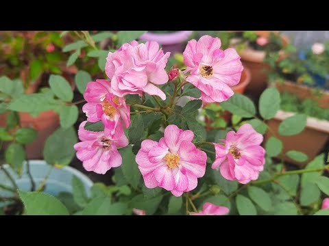 Rose flower/Pranita's garden in hindi