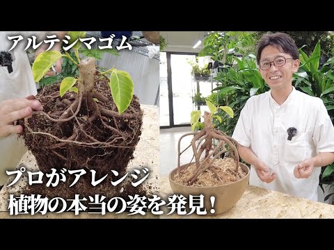 天然の抗生物質: これらの薬用植物には多くの効果があります トピックス