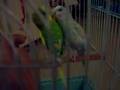 Bird Fight