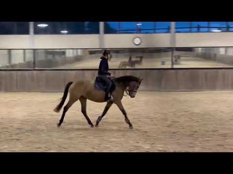 Enjoy My Presence (GULIKHOEVE'S PRINCE x TOUT BEAU DE LA CURE) - Video 2 video thumbnail