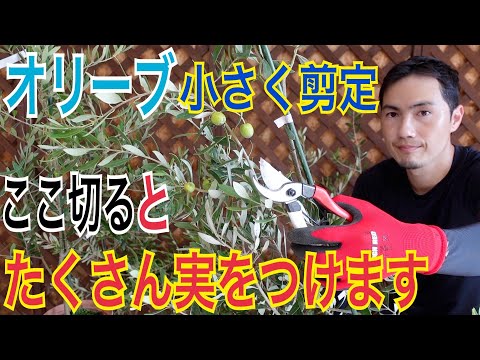 園芸 オリヴィエ(オリーブ)