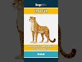 cheetah - a very fast, spotted wild c... video thumbnail