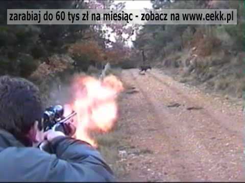 Polowanie na Dzika - Ale pudło myśliwego!!