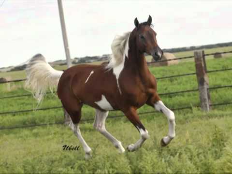 STLA Color My Sky Limitless