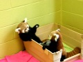 Red panda babies being adorable 