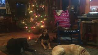Erin Martell - Christmas at Home (Rita MacNeil cover)