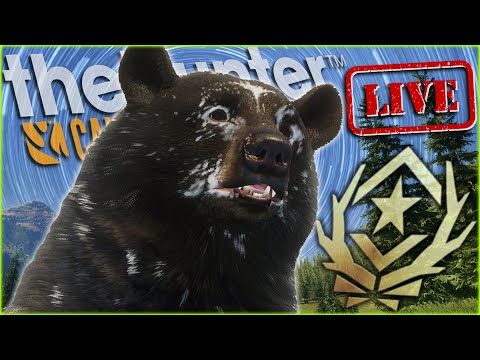 SHOOTING OUR GREAT ONE BLACK BEAR! And Grinding For That Spirit Bear Once Again! Call of the wild
