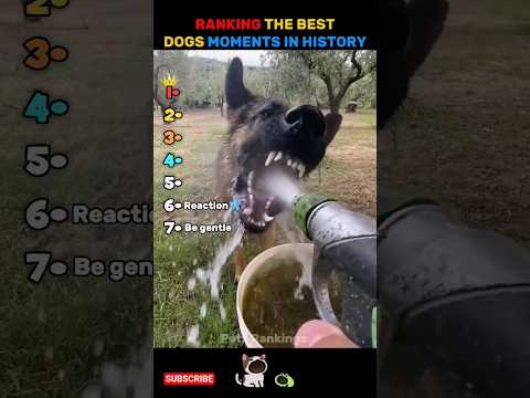 Ranking The Best Dogs In History | Pets Rankings #shorts #viral #funny