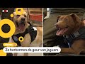 Nederlandse speurhonden gaan stropers opsporen